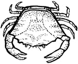 Unmounted Crab Rubber Stamp umE4106