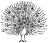 Unmounted Peacock Rubber Stamp umJ4307
