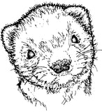 Ferret Rubber Stamp Special - Unmounted Only