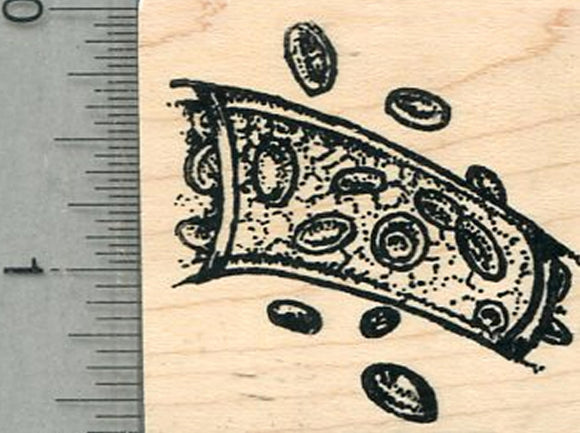 Red Blood Cells Rubber Stamp, Anatomy Biology Series