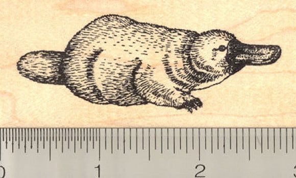 Platypus Rubber Stamp, Duck-billed Semiaquatic Mammal of Eastern Australia and Tasmania
