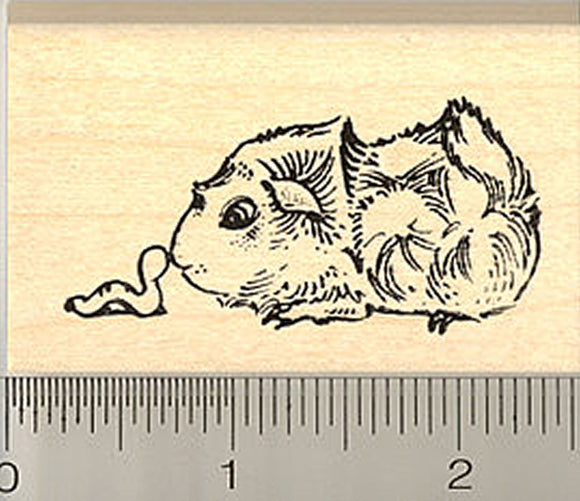 Satin Guinea Pig with Worm Rubber Stamp, abyssinian