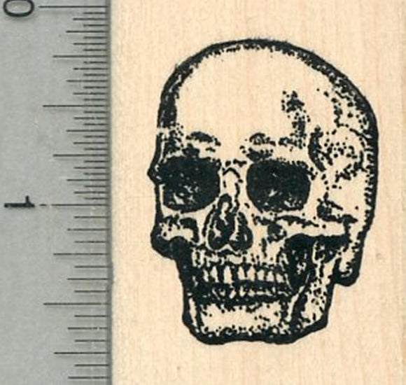 Human Skull Rubber Stamp, Anatomy Biology Series