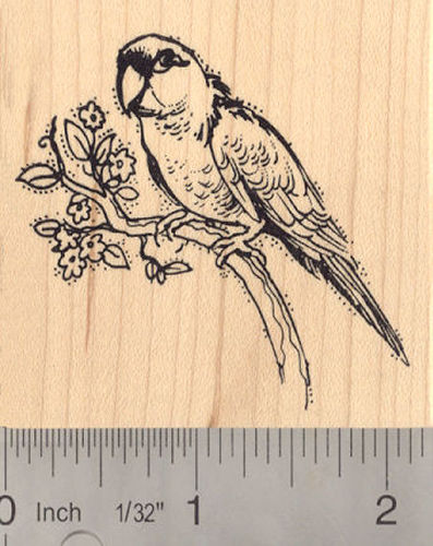 Patagonian Conure Parrot Rubber Stamp, South America Bird