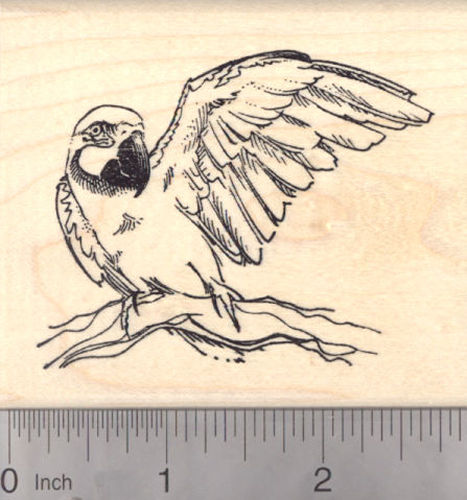 Macaw, New World Parrot Rubber Stamp, Rainforest Bird