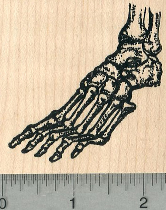Skeletal Foot Rubber Stamp, Human Anatomy Biology Series