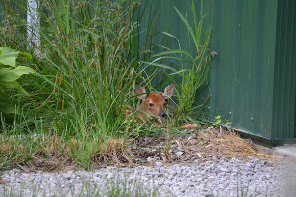 **Spotted: Adorable Spy Hiding Near Our Workshop!**