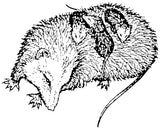 Unmounted Ma Oppossum Rubber Stamp, with babies umK2202