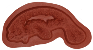 Unmounted Manatee Rubber Stamp, Sea Cow, Marine Mammal umH3205