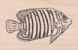 Royal Angelfish Rubber Stamp, Tropical Regal Fish, Indo-Pacific Oceans
