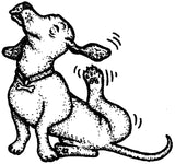 Unmounted Dachshund Rubber Stamp, Dog Scratching Ear umG5022