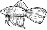 Unmounted Betta Fish Rubber Stamp umG5120