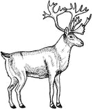 Unmounted Porcupine Caribou Rubber Stamp, Wild Reindeer umK6001