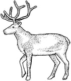 Unmounted Reindeer Rubber Stamp, Caribou umJ6003