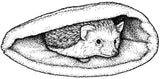 Unmounted Hedgehog Rubber Stamp, African Pygmy Pet in Snuggle Sack umL6104