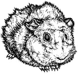 Unmounted Abyssinian Guinea Pig Rubber Stamp, Rough Coated Cavy umJ6108
