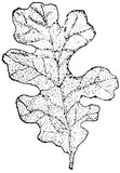 Oak Leaf Rubber Stamp