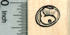 Tiny Frog Egg Rubber Stamp, Aquatic Life Cycle Series