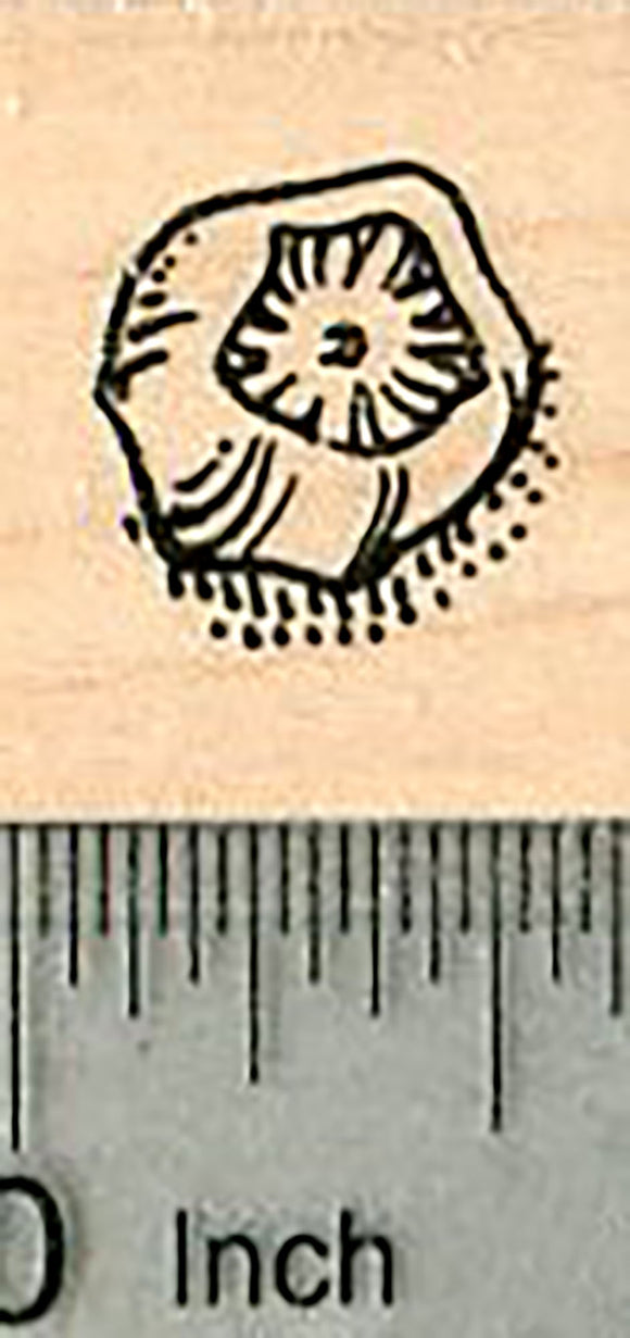 Barnacle Rubber Stamp, Marine Life, Nautical Travel Series