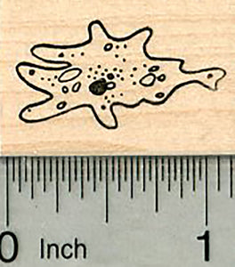 Amoeba Rubber Stamp, Science Series