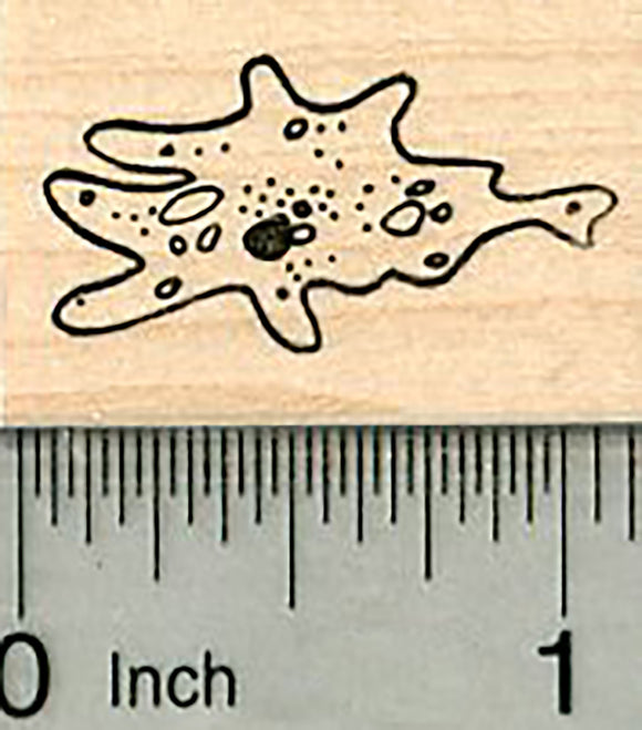 Amoeba Rubber Stamp, Science Series