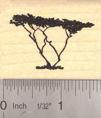 Acacia Tree Rubber Stamp
