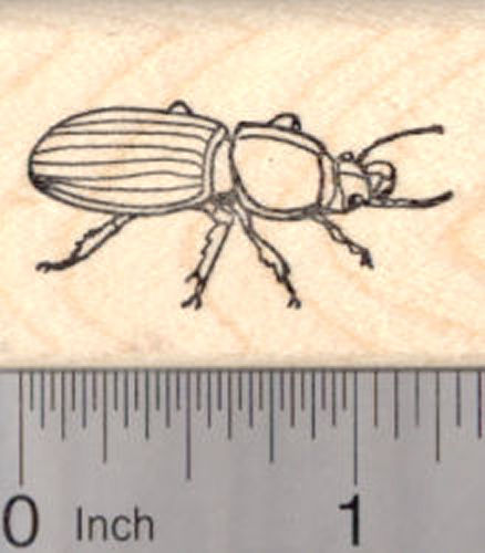 Beetle Rubber Stamp, Bug, Insect