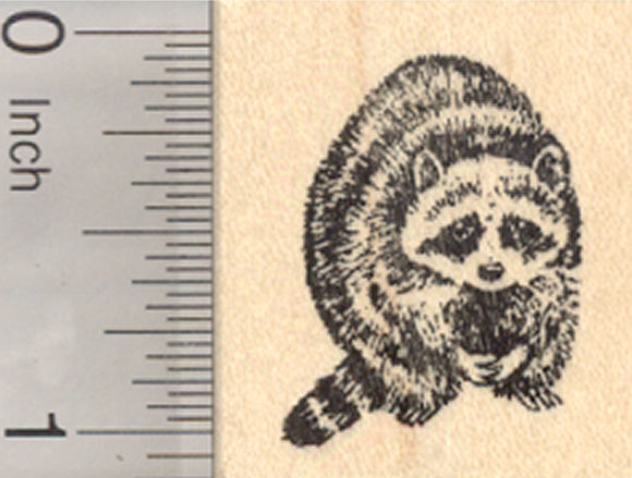 Raccoon Rubber Stamp, North American Racoon, Coon, Small