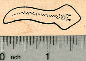Planarian Rubber Stamp, Flatworm, Biology Series