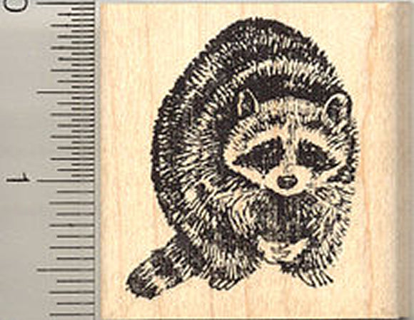 Raccoon Rubber Stamp, North American Racoon, Coon