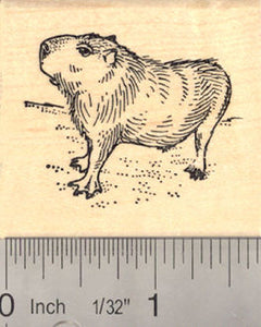 Capybara Rubber Stamp