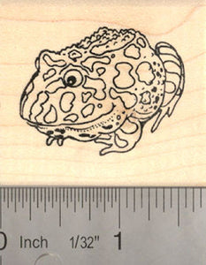 Pacman Frog (AKA South American horned frogs) Rubber Stamp