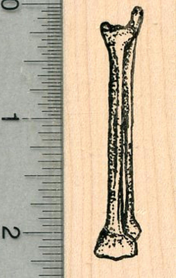 Tibia Rubber Stamp, Lower Leg, Human Anatomy Biology Series