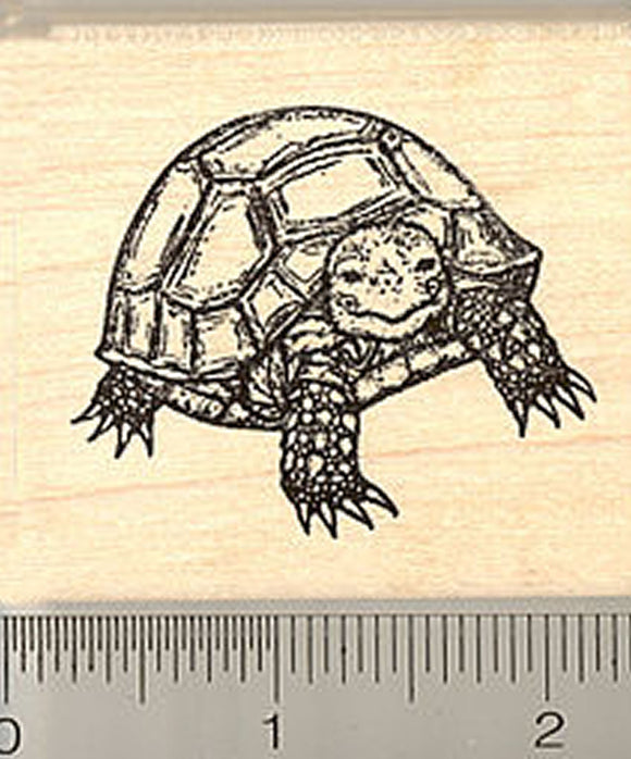 Russian Tortoise Rubber Stamp, Baby Horsfield's, Pet Turtle