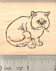 Shorthaired Persian Cat Rubber Stamp (Aka Exotic Shorthair)