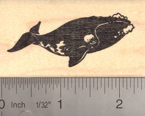 Right Whale (Baleen) Rubber Stamp