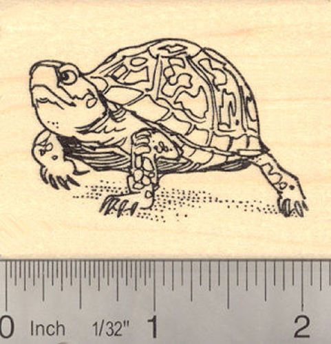 Eastern Box Turtle Rubber Stamp (North American)