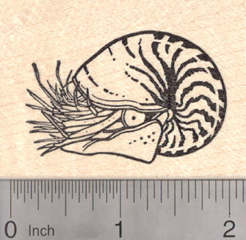 Nautilus Rubber Stamp, Cephalopod, Mollusk, Marine Wildlife