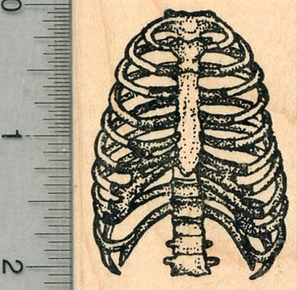 Human Rib Cage Rubber Stamp, Anatomy Biology Series