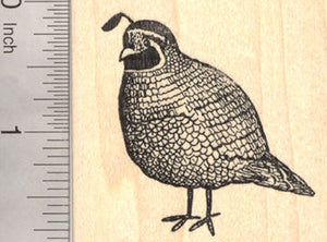Quail Rubber Stamp, California Valley, State Bird of California