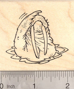 Walrus Rubber Stamp, Marine Mammal, Wildlife