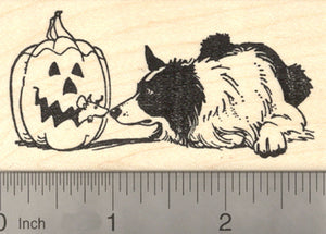 Halloween Border Collie Dog Rubber Stamp, with Jack o' Lantern Rat