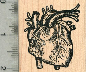 Human Heart Rubber Stamp,  Anatomy Biology Series
