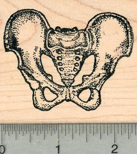 Pelvic Skeleton Rubber Stamp, Human Anatomy Biology Series