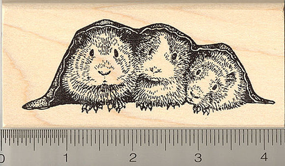Guinea Pig Rubber Stamp, Three Pigs in a Blanket
