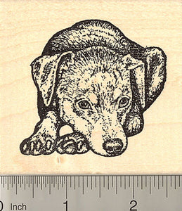 Miniature Pinscher Rubber Stamp, Min Pin Dog in Resting Pose