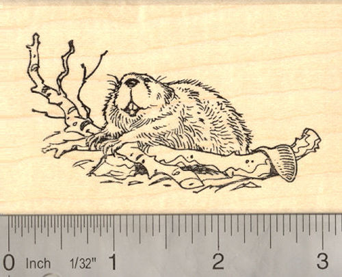 North American Beaver Rubber Stamp