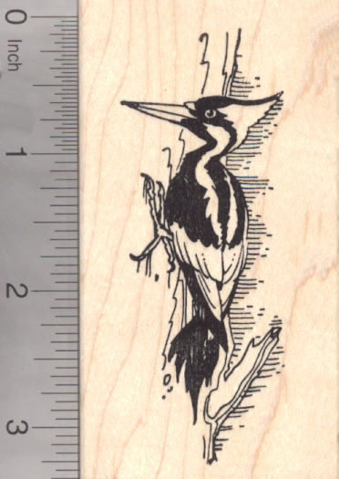 Ivory Billed Woodpecker Rubber Stamp, Critically Endangered or Extinct North American Bird
