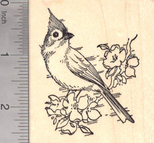 Tufted Titmouse, North American Songbird in the Tit and Chickadee Family