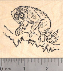 Slow Loris in Tree Rubber Stamp, Wildlife, Primate